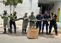 Sucuri de quase 5 metros é capturada em cidade da Bahia imagem