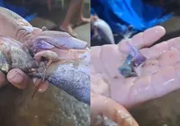 VÍDEO: Peixe pescado surpreende com pinos de cocaína nas entranhas