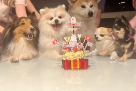 Bolo temático e até cupcake sofisticam menu das “festas” de pet - Imagem