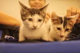 RG de cães e gatos será  arma contra o abandono de animais - Imagem
