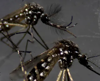 A cura da dengue