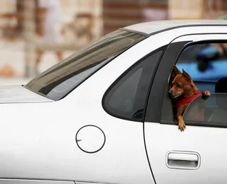 Abandono de animal no carro pode gerar prisão e multa