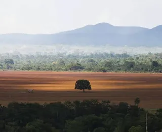 Amazônia e Cerrado reduzem devastação em 2024; veja os outros biomas