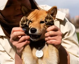 Animais domésticos terão número de identidade no Brasil em 2025