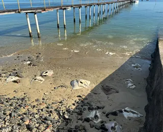 Arraias são encontradas mortas e sem cabeças na Marina do Bonfim; veja vídeo