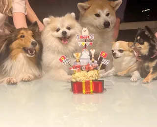 Bolo temático e até cupcake sofisticam menu das “festas” de pet - Imagem