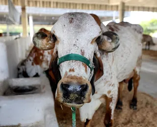 Campanha de atualização de rebanho bovino encerra com 79,2% da exploração regularizada
na Bahia