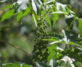 Com alta de 9,5% de área cultivada, Bahia consolida liderança na produção de mamona