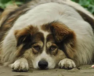 Conheça os principais fatores que levam à obesidade canina