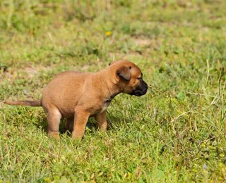 Dedos cruzados e cães travados: a inusitada 'técnica' para evitar o cocô fora de casa