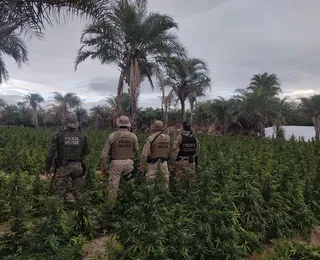 Fazenda de maconha é destruída em ação da Polícia Federal na Bahia