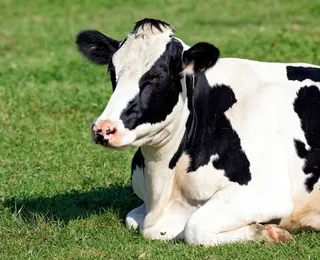 Homem tenta estuprar vaca, leva coice e morre com camisinha no pênis