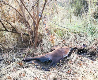 Mussurunga II: raiva em cavalo mata 3 animais e põe moradores em risco