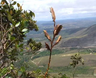 Nova espécie de Bromélia é descoberta na Chapada Diamantina