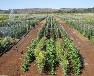 Oeste da Bahia lidera irrigação no Brasil