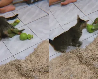 Papagaio e gato disputam "queda de braço" por causa de brinquedo