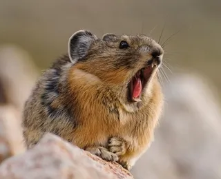 Pika pode estar superando mudanças climáticas, revela estudo