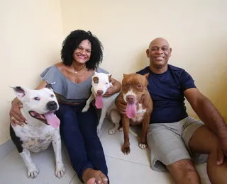 Pitbulls dóceis e afetuosos desfazem preconceitos