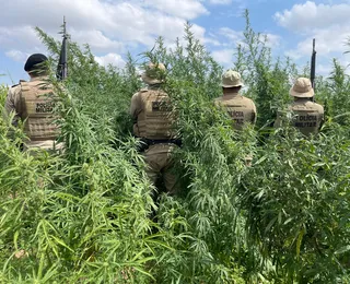 Polícia Militar erradica 65 mil pés de maconha em Curaçá