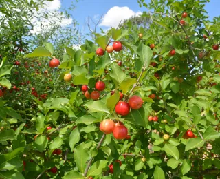 Produtores apostam em frutas regionais e subprodutos para elevar renda em 2025 - Imagem