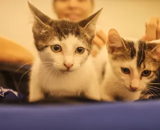 RG de cães e gatos será  arma contra o abandono de animais - Imagem