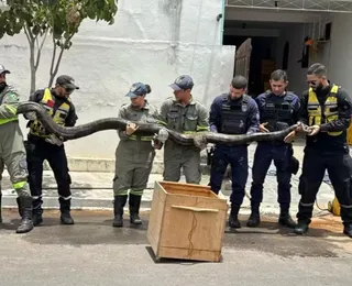 Sucuri de quase 5 metros de comprimento é capturada na Bahia