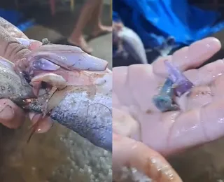 VÍDEO: Peixe pescado surpreende com pinos de cocaína nas entranhas