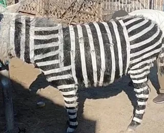 Zoológico da China pinta burro com listras para imitar zebra