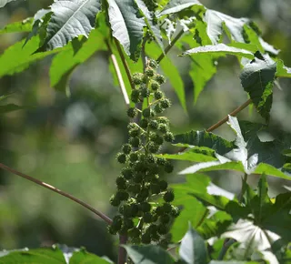 Com alta de 9,5% de área cultivada, Bahia consolida liderança na produção de mamona - Imagem