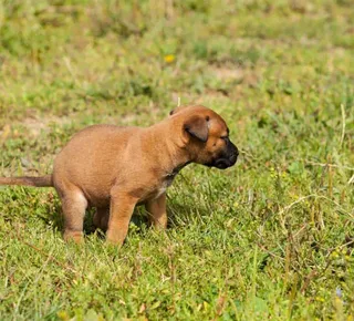 Dedos cruzados e cães travados: a inusitada 'técnica' para evitar o cocô fora de casa - Imagem