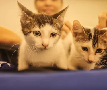 RG de cães e gatos será  arma contra o abandono de animais - Imagem