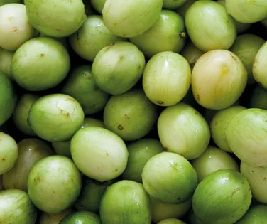 Umbu fortalece agricultura familiar e aquece a economia do semiárido - Imagem