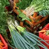 Cesta básica ideal chega a R$ 432; batata e tomate pesam no bolso - Imagem