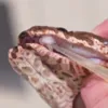 Descoberta assustadora: cobra letal desenvolve presas extras e intriga especialistas - Imagem