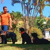 Dia do Cão-Guia; data celebra animais que ajudam na inclusão - Imagem