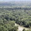 Editorial - A natureza resiste - Imagem