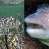 Peixe mais venenoso do mundo é consumido no Brasil e exige cuidado - Imagem