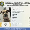 Sinpatinhas abre caminho para combate ao abandono - Imagem