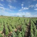 90 mil pés de maconha são destruídos em operação da PM imagem