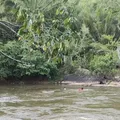 Adolescente de 16 anos desaparece após se afogar em rio na Bahia imagem