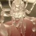 "Alien transparente" é encontrado no fundo do mar após tempestade imagem