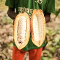 Alta de preços do cacau impacta no custo do chocolate imagem