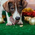 Animais podem ser inclusos como dependentes no Imposto de Renda imagem