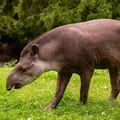 Antas são atacadas por cães em Parque Nacional imagem
