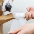 Após erro, Prefeitura de Catu deve fazer cirurgia corretiva em cão imagem