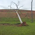 Árvore caída há 4 dias segue pendurada em fios em avenida de Salvador imagem