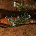 Auxílio funeral: Salvador inclui apoio de transporte para sepultamento imagem