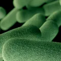 Bactéria resistente pode matar 39 milhões de pessoas até 2050 imagem
