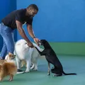 Cães atores da Bahia brilham em filmes e comerciais de TV imagem
