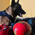 Cão de nome Messi, da PRF, encontra drogas em bolas de futebol imagem